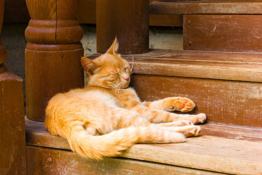 Ashwagandha and Sleep: What the Research Actually Shows