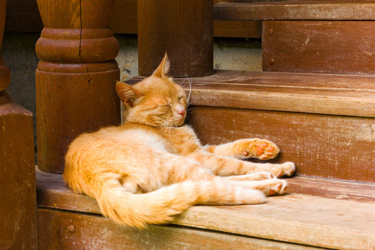 Ashwagandha and Sleep: What the Research Actually Shows